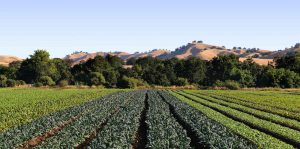 Organic farms in Rishikesh